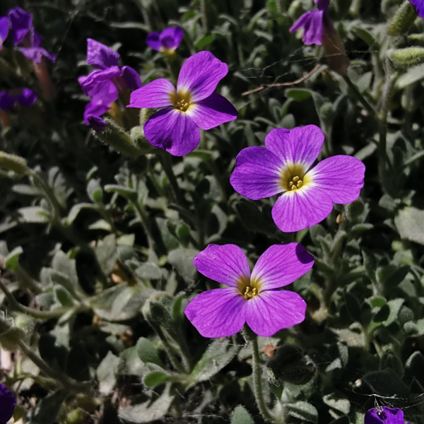 Aubrieta canescens