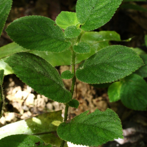 Cremosperma cotejense