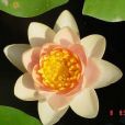 克里三薩 克里三薩