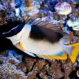 大籃子魚 大籃子魚