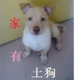 家有土狗