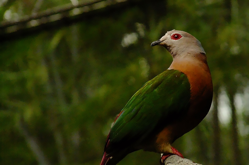 裸眶山鳩 裸眶山鳩