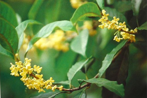 垂花金桂JX17