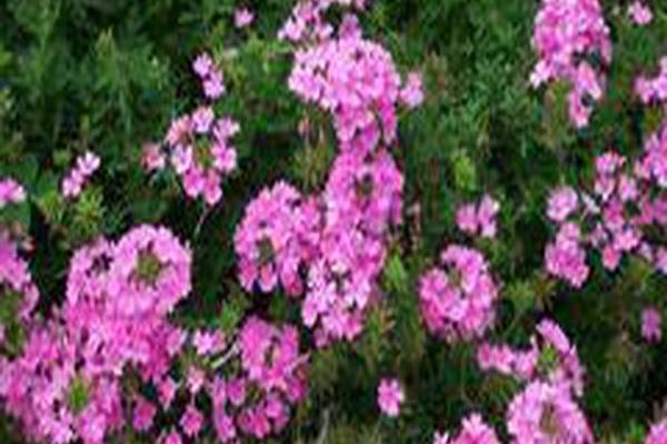 Verbena × hybrida Verbena × hybrida