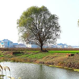 鹽城風景