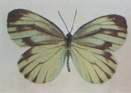黑紋粉蝶（圖1）