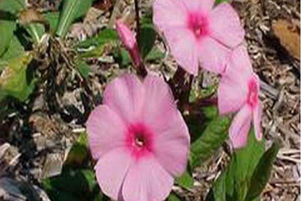 Phlox paniculata \x27Eva Cullum\x27