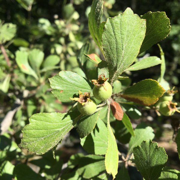 Crataegus lassa