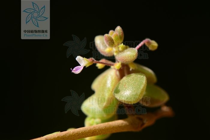 臥地延命草 臥地延命草