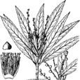 狹葉山礬 狹葉山礬