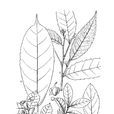 雙果桑 雙果桑