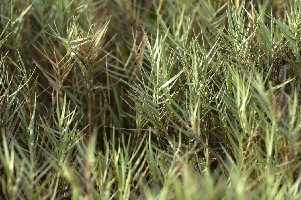 Distichlis palmeri