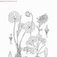 裂葉垂頭菊 裂葉垂頭菊