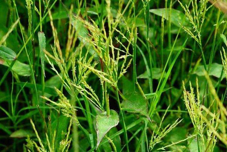 茅葉藎草