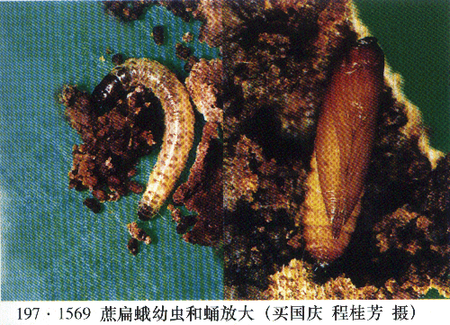 蔗扁蛾幼蟲和蛹圖