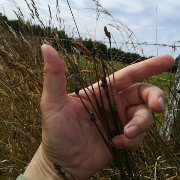 Lepidosperma australe