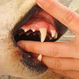 犬齒 犬齒