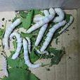 鄂蠶6號 鄂蠶6號