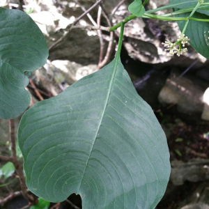 Psychotria antsalovensis