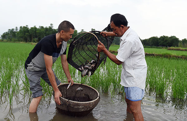 橋渡村民在打撈禾花魚