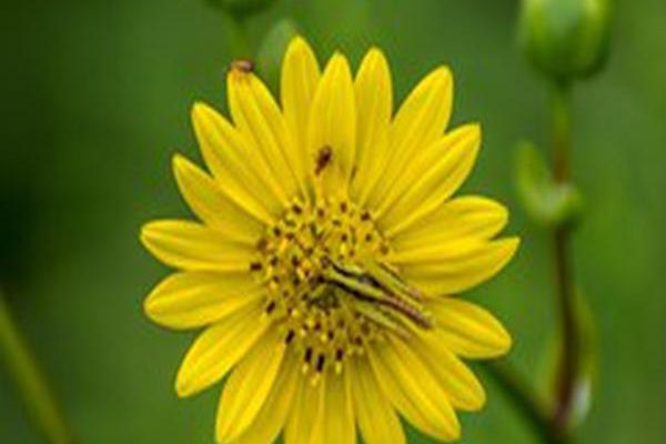 Silphium terebinthinaceum