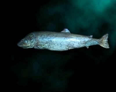 巨型哲羅鮭