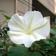 裂葉月光花 裂葉月光花