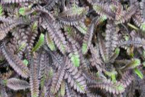 Leptinella squalida \x27Platt\x27s Black\x27