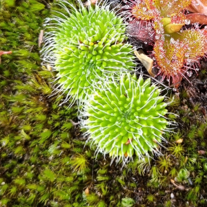 Stylidium soboliferum