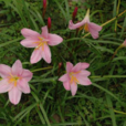 韭菜蓮(中藥) 韭菜蓮(中藥)