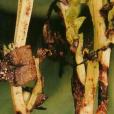 蠶豆莖枯病 蠶豆莖枯病