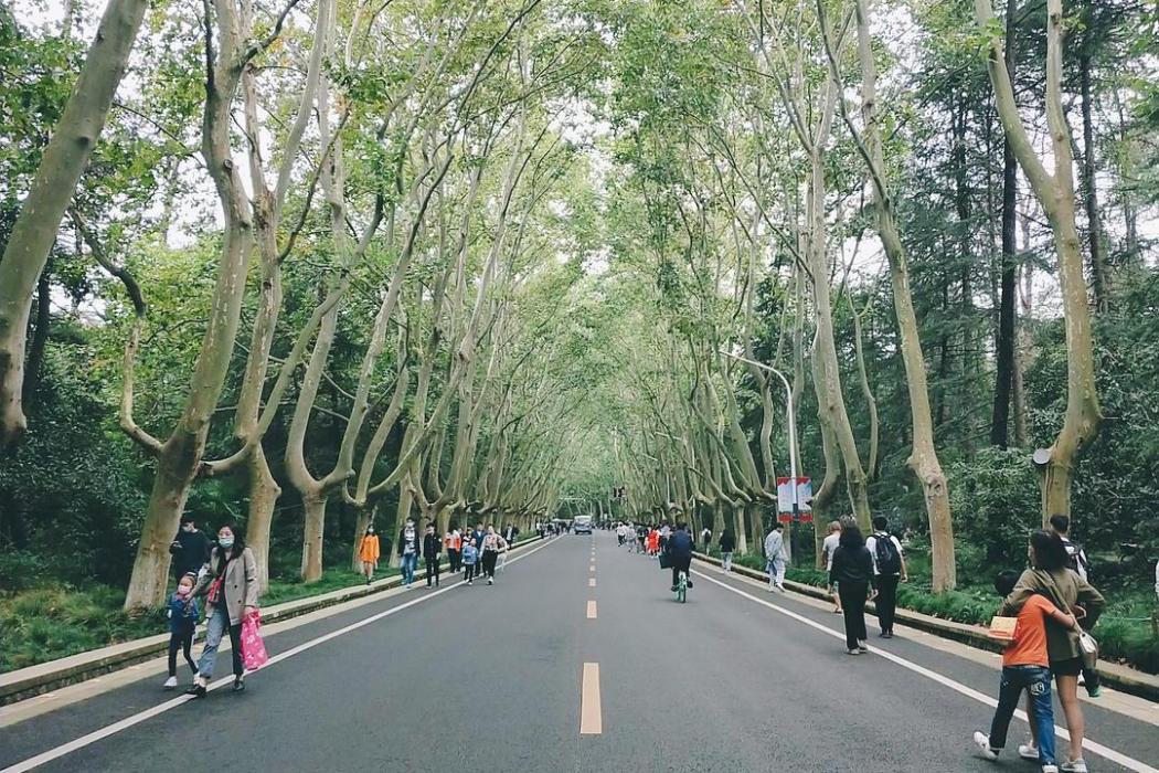梧桐路(泰州市梧桐路)