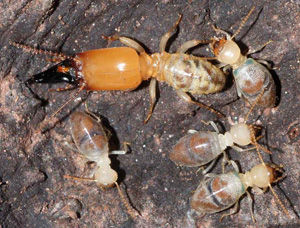 老白蟻保護蟻穴方法