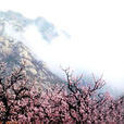 鳳凰嶺(山東景點) 鳳凰嶺(山東景點)
