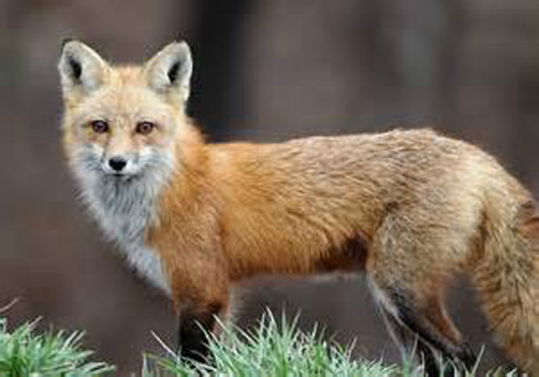 赤狐指名亞種