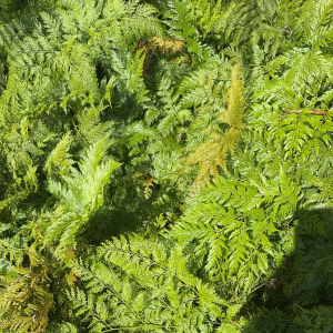 Davallia fejeensis