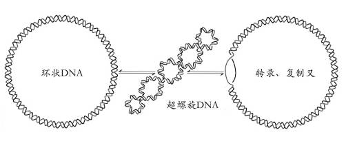超螺旋DNA
