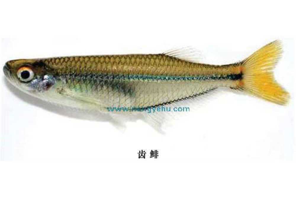 齒鯡 齒鯡