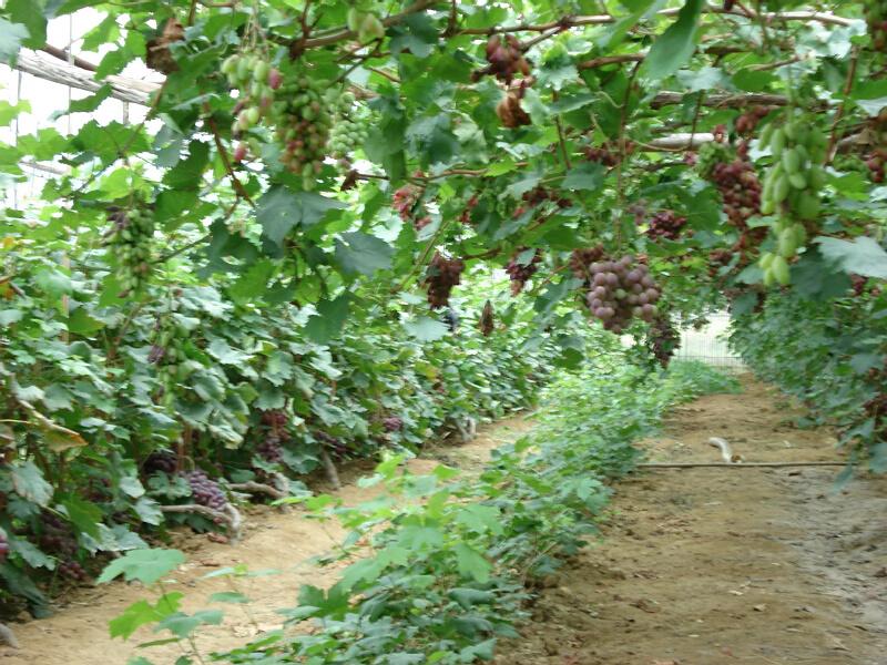 黃泥塘自然村葡萄種植