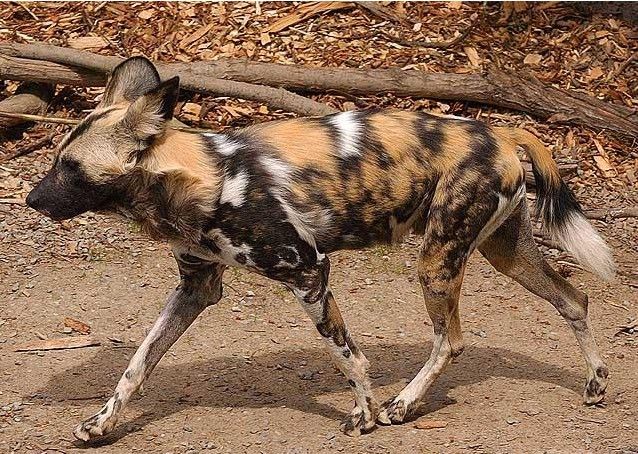 非洲野犬指名亞種