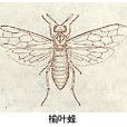 三節葉蜂科 三節葉蜂科