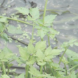 西南水芹 西南水芹