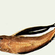 日本鱗角魚 日本鱗角魚