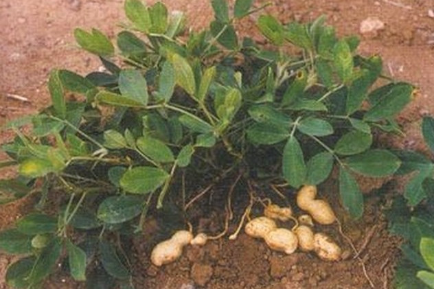 遠雜6號 遠雜6號