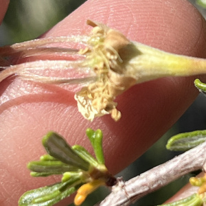Purshia subintegra