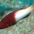 腋斑普提魚 腋斑普提魚