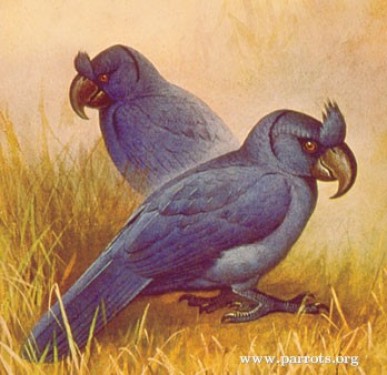模里西斯冕鸚鵡
