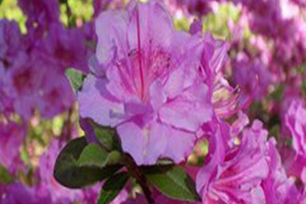 Rhododendron \x27Schroeder\x27s Lavender Rose\x27