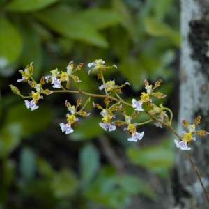 Tolumnia lucayana
