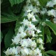 花本植物 花本植物